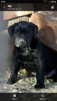 Labrador Retriever Puppies for sale in Decatur, Texas. price: $7,500