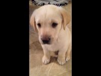 Labrador Retriever Puppies for sale in Fishkill, New York. price: $1,000