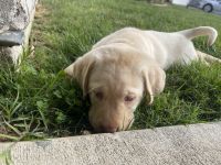 Labrador Retriever Puppies for sale in Sacramento, California. price: $1,000