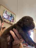 Labrador Retriever Puppies for sale in Flag Pond, Tennessee. price: $500