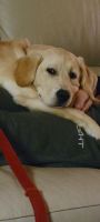 Labrador Retriever Puppies for sale in Coeur d'Alene, ID, USA. price: $50,000