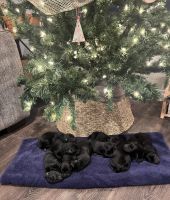 Labrador Retriever Puppies for sale in Knoxville, Tennessee. price: $800