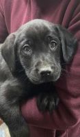 Labrador Retriever Puppies for sale in Los Angeles, California. price: $700