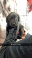 Labrador Retriever Puppies for sale in Mineral Point, Wisconsin. price: $800
