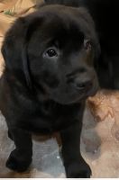 Labrador Retriever Puppies for sale in Manchester, CT, USA. price: $1,700