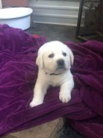 Labrador Retriever Puppies for sale in Sacramento, California. price: $1,800