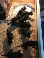 Labrador Retriever Puppies for sale in Holdrege, Nebraska. price: $1,500