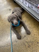 Labrador Retriever Puppies for sale in Des Moines, Iowa. price: $1,500