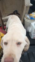 Labrador Retriever Puppies for sale in Omak, Washington. price: $300