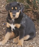 Labrador Retriever Puppies for sale in Mesa, Arizona. price: $200