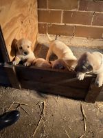 Labrador Retriever Puppies for sale in Yuba, WI 54634, USA. price: $500