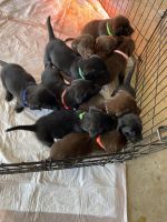 Labrador Retriever Puppies for sale in Apple Valley, California. price: $750