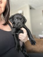 Labrador Retriever Puppies for sale in Sioux Falls, South Dakota. price: $1,000