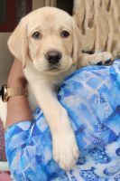 Labrador Retriever Puppies for sale in Trivandrum, Kerala. price: 8,000 INR