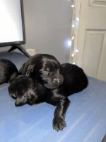 Labrador Retriever Puppies for sale in Indianapolis, Indiana. price: $600