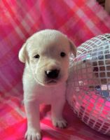 Labrador Retriever Puppies for sale in Woodstock, Virginia. price: $90,000