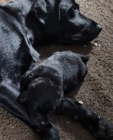 Labrador Retriever Puppies for sale in Roseburg, Oregon. price: $250