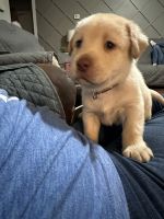 Labrador Retriever Puppies for sale in Dacula, Georgia. price: $300,400