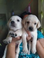 Labrador Retriever Puppies for sale in Chennai, Tamil Nadu. price: 10,000 INR