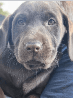 Labrador Retriever Puppies for sale in Bushnell, Florida. price: $1,000