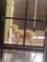 Labrador Retriever Puppies for sale in Avadi, Tamil Nadu. price: 15,000 INR