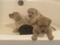 Labrador Retriever Puppies for sale in Burlington, North Carolina. price: $1,000