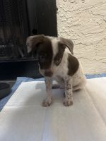 Labrador Retriever Puppies for sale in Tempe, Arizona. price: $300