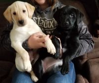 Labrador Retriever Puppies for sale in Wausau, Wisconsin. price: $800