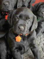 Labrador Retriever Puppies for sale in Sumner, Washington. price: $1,500