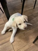 Labrador Retriever Puppies for sale in Tucson, Arizona. price: $375