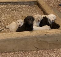 Labrador Retriever Puppies for sale in Warsaw, OH 43844, USA. price: $800