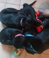 Labrador Retriever Puppies for sale in Chester, Pennsylvania. price: $1