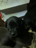 Labrador Retriever Puppies for sale in Flag Pond, Tennessee. price: NA