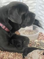 Labrador Retriever Puppies for sale in Brooklet, GA 30415, USA. price: $500