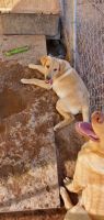Labrador Retriever Puppies for sale in Marana, AZ, USA. price: $250