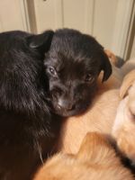 Labrador Retriever Puppies for sale in Chesterfield, MI 48051, USA. price: $850