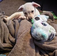 Labrador Retriever Puppies for sale in Glen Burnie, Maryland. price: $350