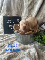 Labrador Retriever Puppies for sale in Raiford, Florida. price: $1,000