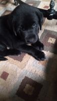 Labrador Retriever Puppies for sale in New Braunfels, Texas. price: $70,000