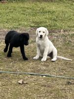 Labrador Retriever Puppies for sale in Azle, Texas. price: $800