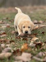 Labrador Retriever Puppies for sale in Appomattox, Virginia. price: $900