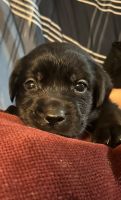 Labrador Retriever Puppies for sale in Broaddus, Texas. price: $900