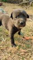Labrador Retriever Puppies for sale in Amethi, Uttar Pradesh. price: 8,000 INR