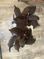 Labrador Retriever Puppies for sale in Manteca, California. price: $2,000