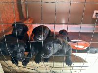 Labrador Retriever Puppies for sale in King George, Virginia. price: $400