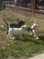 Labrador Retriever Puppies for sale in York, South Carolina. price: $800