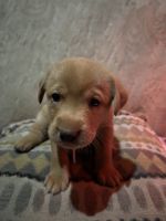 Labrador Retriever Puppies for sale in Oakdale, Minnesota. price: $600