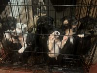 Labrador Retriever Puppies for sale in Mesa, Arizona. price: NA