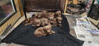 Labrador Retriever Puppies for sale in Camden, North Carolina. price: $900