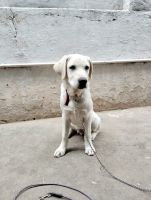 Labrador Retriever Puppies for sale in Coimbatore, Tamil Nadu. price: 25,000 INR
